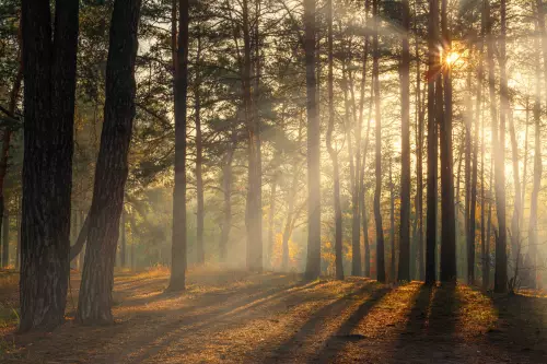 Forêt cinéraire : pour des obsèques plus écologiques