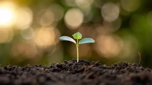Humusation : la loi en France prête à autoriser sa pratique ?