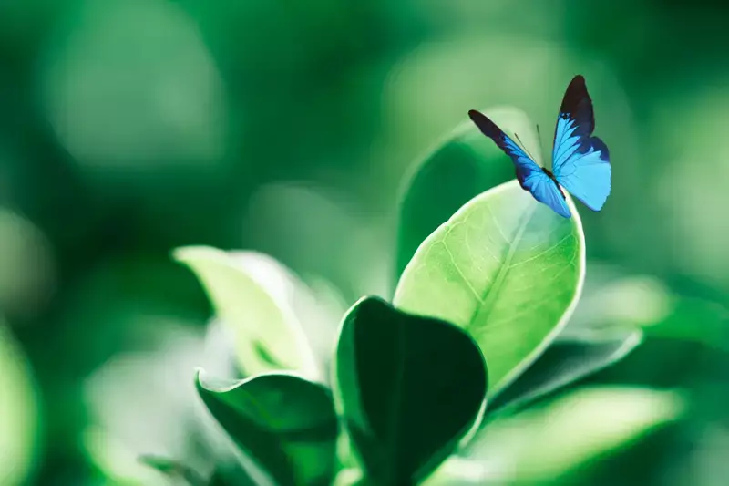 papillon sur une plante verte